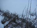 Slika_52