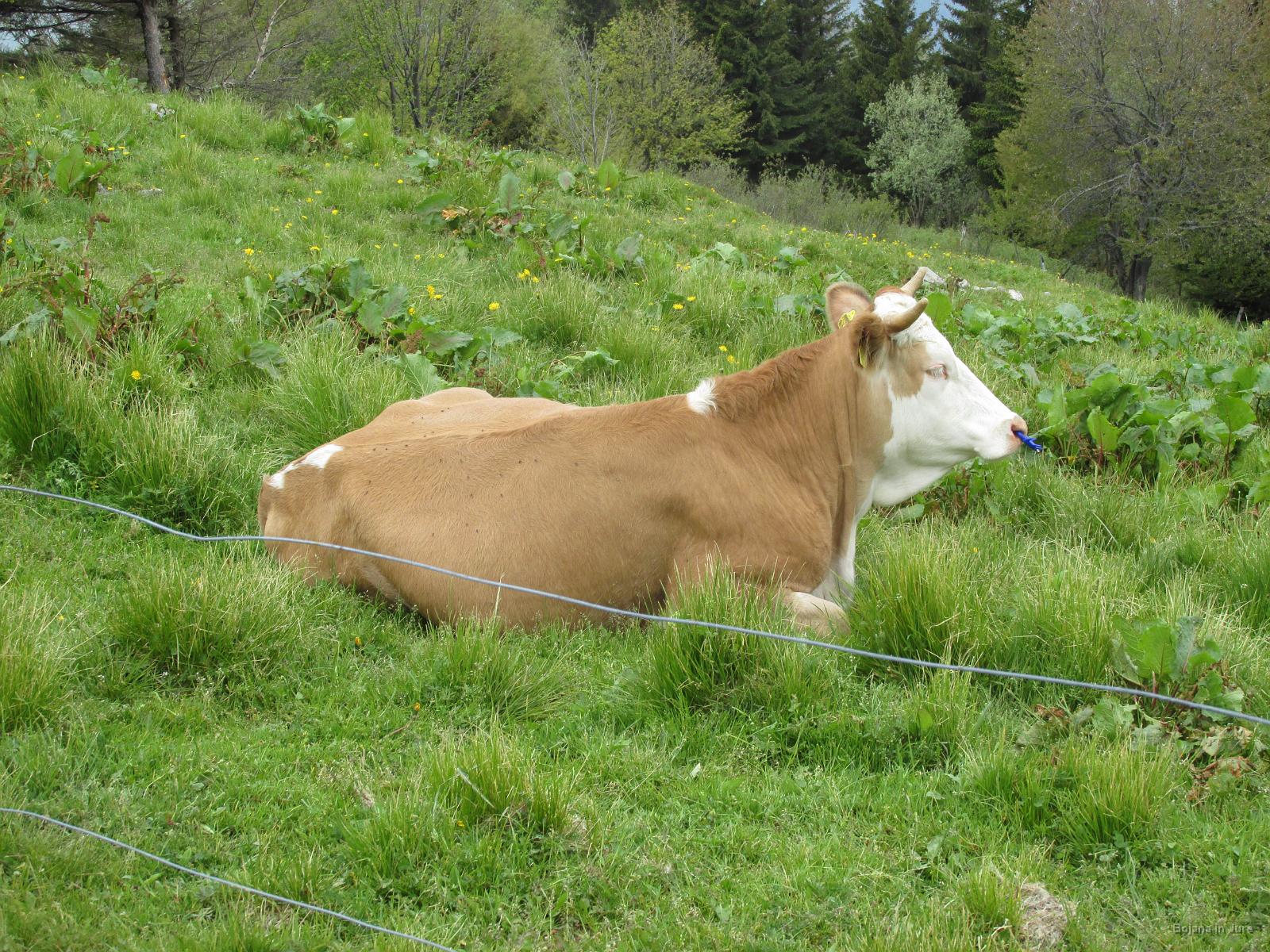Slika 38