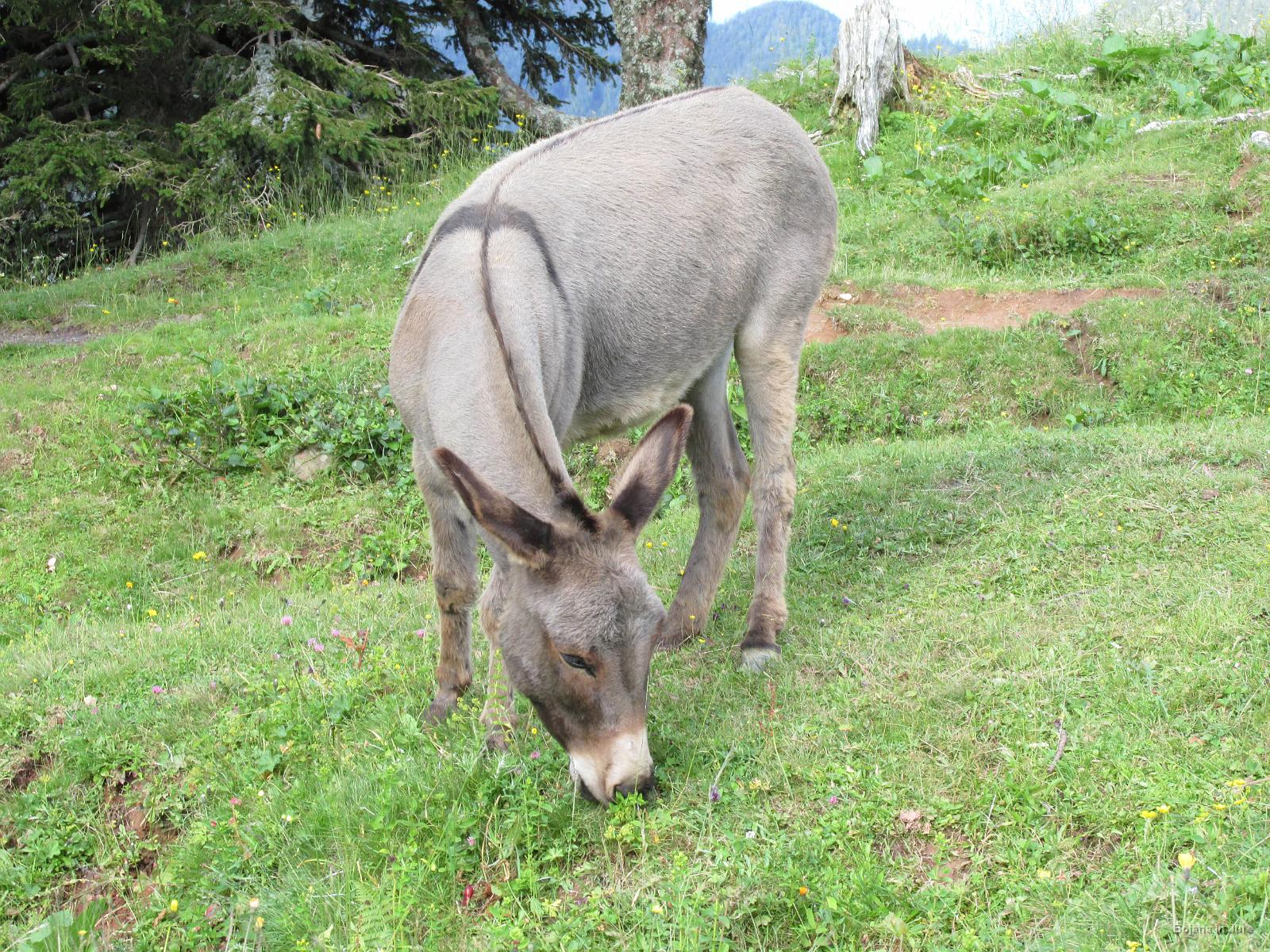 Slika 019