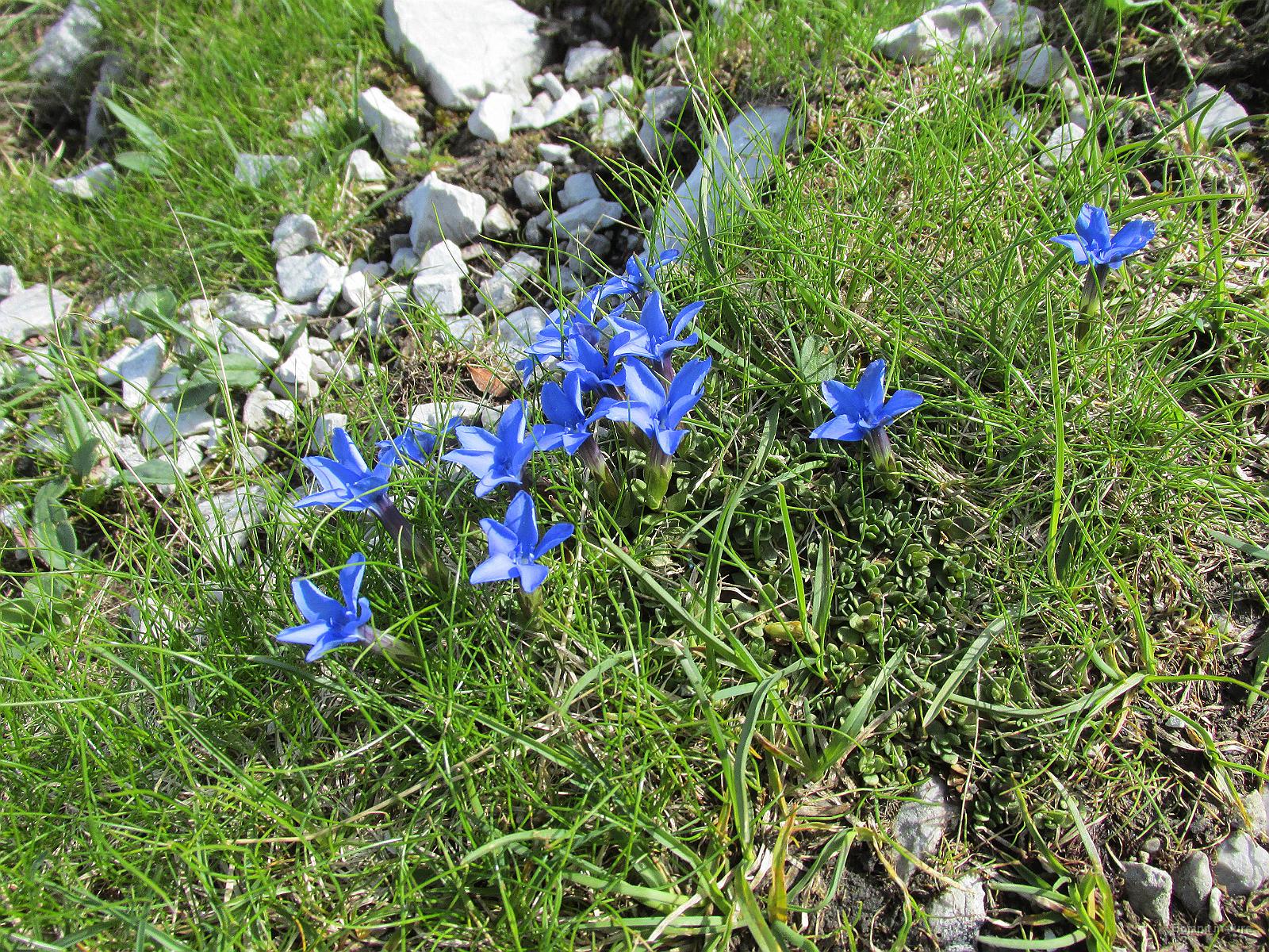 Slika 040