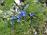 V gorah v tem času vse cveti. No, skale ne :)