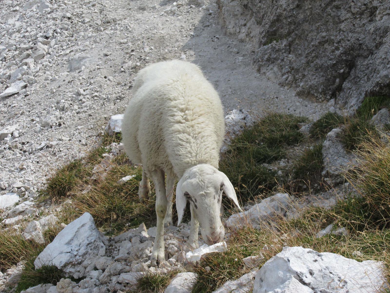 Slika 53