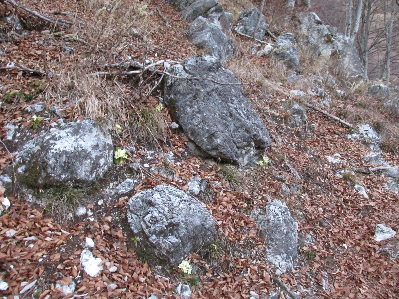 Slika 81